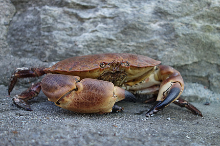 癌症病原体蟹食物黑色棕色营养栗色海鲜红色眼睛野生动物水泥图片