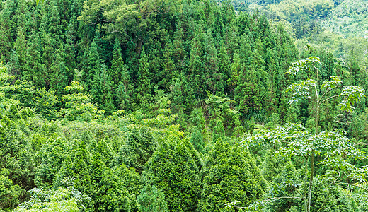 山区森林晴天清境季节天空农场植物种植园阳光丛林培育背景图片