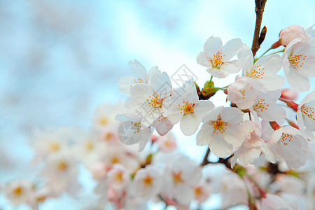 日本樱桃樱桃花瓣花园植物学植物群樱花柔软度粉色果园季节背景