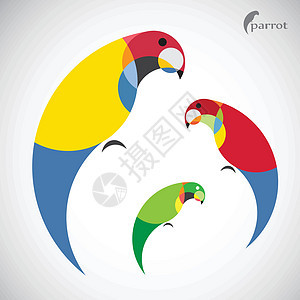 鹦鹉设计的矢量图像情调蓝色动物园野生动物热带卡通片金刚鹦鹉异国荒野羽毛图片