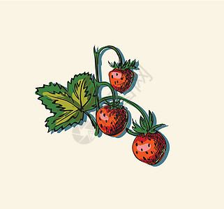 草莓矢量插图图植物收成营养水果菜单饮食果汁花园绘画食物图片
