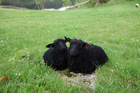黑羊绿色动物爬坡农场关爱季节手表农业兄弟姐妹姐姐图片