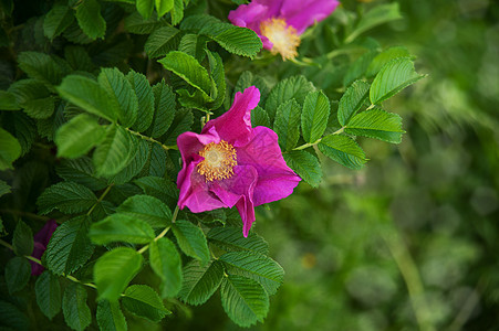 狗玫瑰花季节草本荒野植物疗效花园衬套红色叶子植物学图片