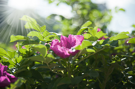 狗玫瑰花荒野草本宏观植物疗效花园花朵粉色草本植物红色图片