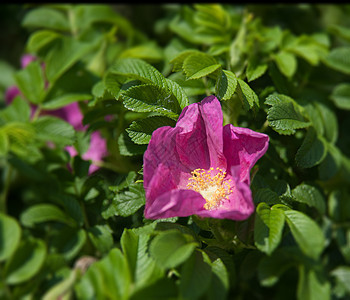 狗玫瑰花花瓣花园红色疗效绿色植物草本宏观草本植物衬套图片