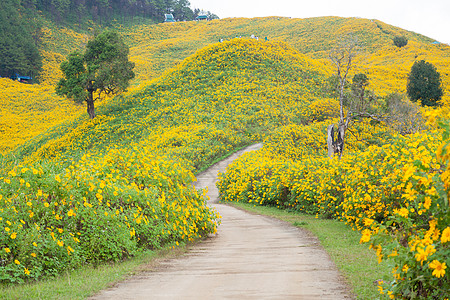 中路花田图片