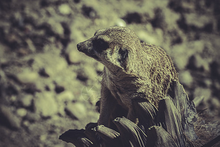 Meerkat 苏里卡塔瑟皮卡塔 肖像生态荒野鼻子沙漠眼睛哺乳动物头发警报野生动物猫鼬图片