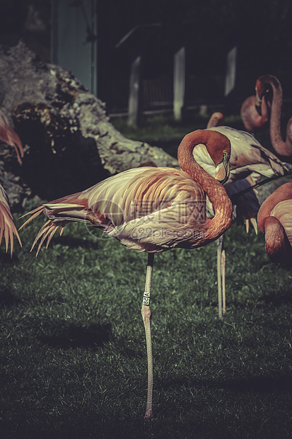 ZOO的火烈哥肖像羽毛池塘荒野公园火烈鸟饲料动物园动物鸟类外套图片