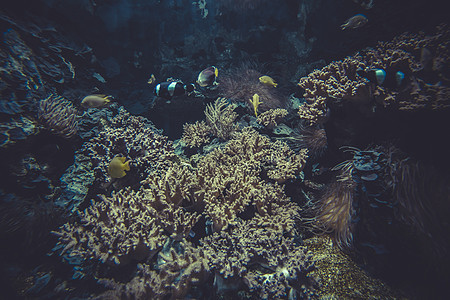 小型珊瑚礁生态系统系统生活旅行假期生物蓝色水族馆多样性酋长海洋环境图片