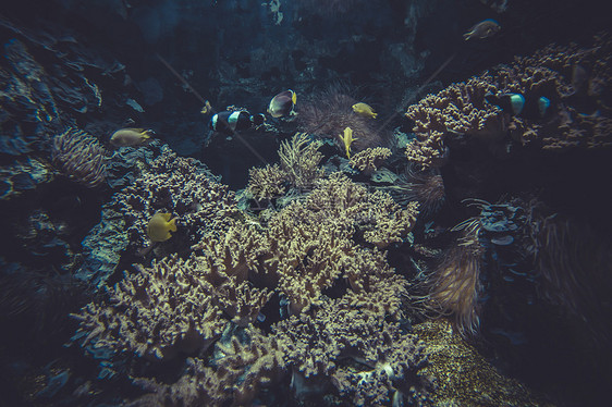 小型珊瑚礁生态系统系统生活旅行假期生物蓝色水族馆多样性酋长海洋环境图片