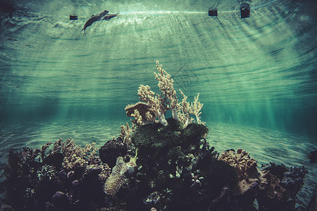 海绵 小珊瑚礁生态系统图片