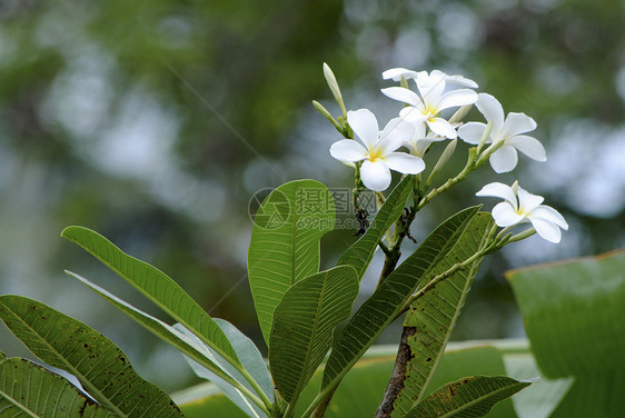 弗朗吉帕尼香水鸡蛋花花园异国香味边界花瓣卡片热带装饰图片