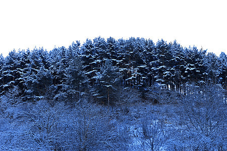 山上满是霜和积雪的树木公园国家照明天空阳光暴风雪植物群旅行木头童话图片