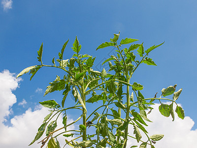 加插番茄厂托盘园艺生长食物蓝色蔬菜生活幼苗美食植被背景图片