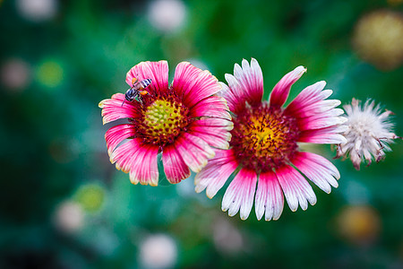 花上蜜蜂 收集花蜜季节翅膀动物雏菊野花蜂蜜花粉花瓣菊科荒野图片