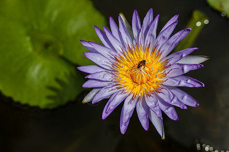 蜜蜂在池塘的紫莲花 背景图片