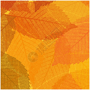 旱秋叶模板 EPS 8植物学黄色插图森林植物橙子荒野剪影白色季节图片