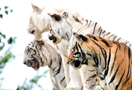Bengal 老虎表演荒野动物捕食者训练野生动物展示动物园食肉豹属危险图片