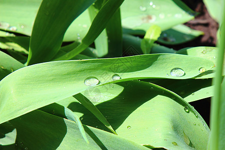 叶子上的滴子水滴植物气泡植被太阳花园天气植物群水分草本植物图片