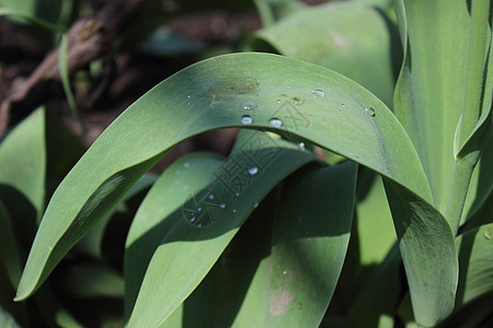 绿叶上的水滴气泡雨滴草本植物天气阳光植被环境太阳生长水分图片