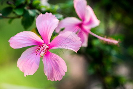 粉红花碧花粉色植物边界热带白色玫瑰植物群花瓣花束红色背景图片