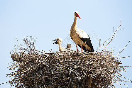 白鹤与她的婴儿在巢穴中孩子草原食物家庭童年航班夫妻野生动物父亲天空图片