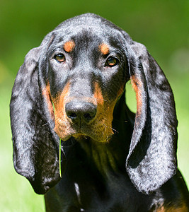 coonhound 肖像画哺乳动物黑色小狗深情宠物犬类力量耐力香味猎犬图片