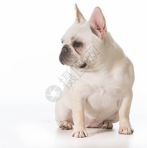 法国斗牛犬小狗主题哺乳动物犬类动物宠物白色家畜图片