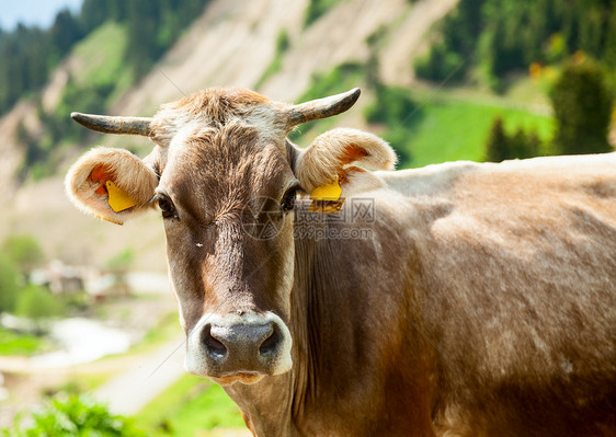 牛农田奶牛家畜绿色动物哺乳动物农村奶制品农场牧场图片