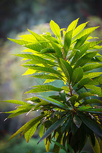 长着大叶子的灌绿植物图片