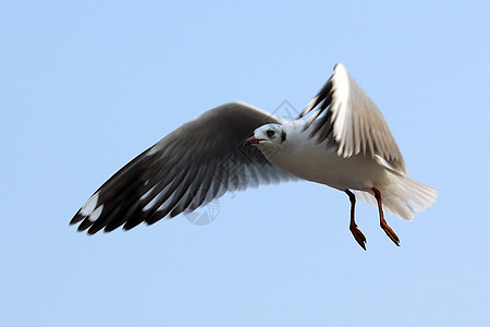 飞行海鸥鸟群动物行动羽毛翅膀海鸟自由野生动物象征荒野图片