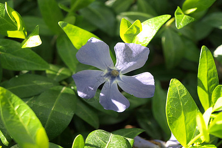 紫花 新黑血杆菌背景图片