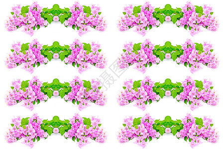 布干维尔a粉色紫色边界装饰热带风格气候花园植物白色图片