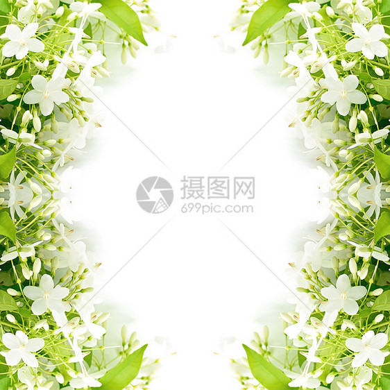 野生水管道星星热带花瓣宗教信仰李子白色宏观花园绿色荒野图片