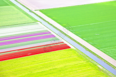 上方荷兰彩色花朵田季节植物群花园旅行线条橙子灯泡场地农业花田图片