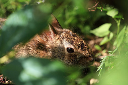 棉尾幼兔耳朵棕色灰色宠物尾巴哺乳动物毛皮野生动物婴儿动物图片