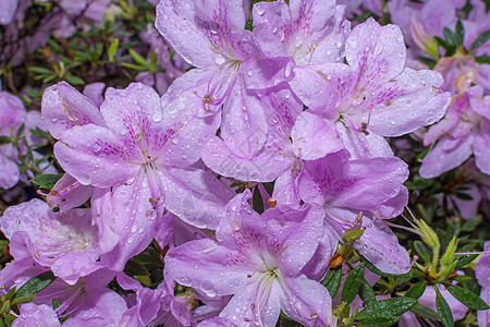 雨后美丽的花朵雏菊园艺玫瑰洋甘菊草本植物香气照片花瓣宏观植物图片