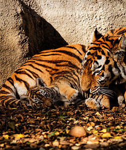 老虎妈妈动物毛皮危险猫科条纹动物园丛林捕食者猎人宠物图片