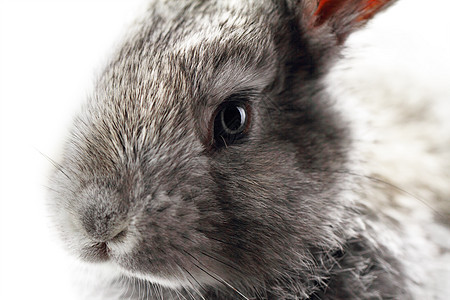灰兔灰色哺乳动物耳朵农业乐趣白色荒野动物宏观野兔图片