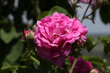 玫瑰花园植物学农业蔷薇红色绿色图片
