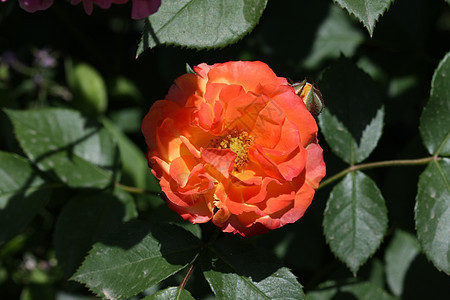 玫瑰农业花园绿色红色蔷薇植物学图片
