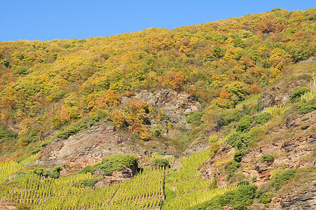 沃尔德·温伯格(Weinberge)图片