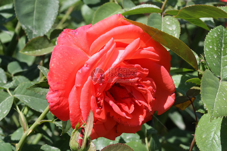 红玫瑰农业植物学绿色玫瑰蔷薇花园红色图片