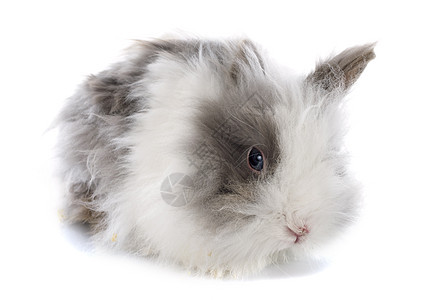兔兔子宠物白色动物长发灰色工作室农场背景图片
