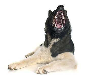 美阿基塔宠物白色动物工作室牙齿黑色棕色图片