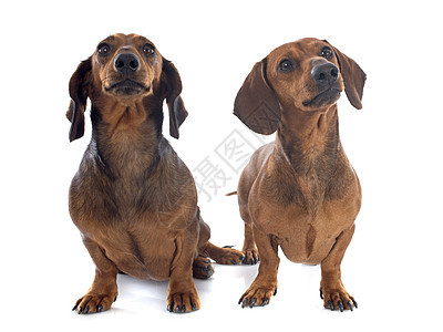 dachshund 狗犬类猎狗动物工作室女性男性小狗宠物红色棕色图片