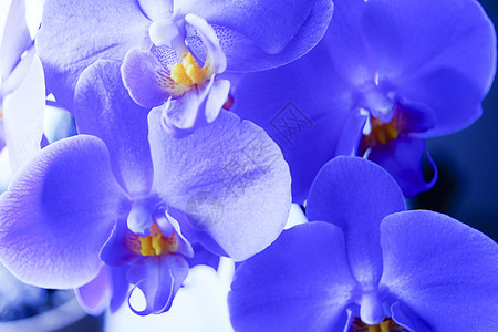 兰花紫色脆弱性热带植物群宏观花瓣情调花梗唇瓣植物图片