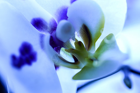 兰花花朵异国植物群花瓣植物紫色唇瓣脆弱性情调花束图片