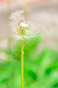 干花柔软度植物季节宏观白色背景图片