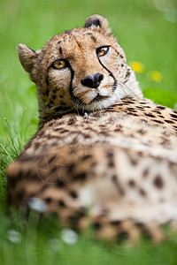 Cheetah Cinonnyx十月刊速度女性公园金子野生动物荒野动物园冒充濒危斑点图片